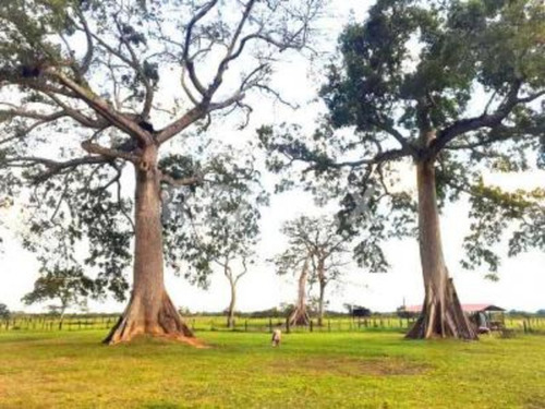 Imagen 15 de 15 de Finca En Venta Vía El Sur. Maturín (1)