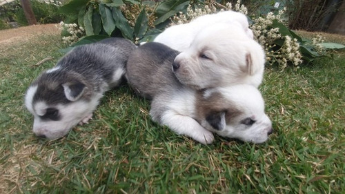 Imagem 4 de 10 de Vendo Filhotes De Husk Siberianos Puros E Raros