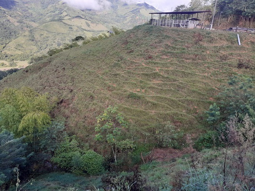 Imagen 20 de 21 de Vendo Finca Ganadera En Balboa Risaralda