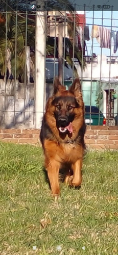 Imagen 8 de 10 de Hermosos Cachorros Pastor Aleman