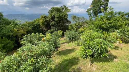 Vendo O Permuto Lote De 1300 M2 Vereda La Virginia - Mesitas Del Colegio (cundinamarca) Que Cuenta Con Escritura Pública Independiente. Libre De Demandas, Al Día De Impuestos, Entrega Inmediata.