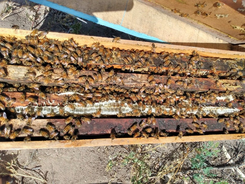 Núcleo De Abejas