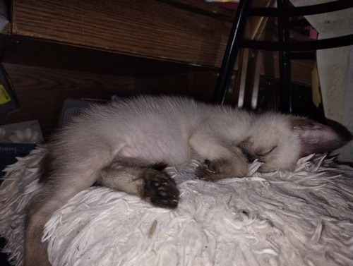 Gatitos Siameses Bebes De Pelo Largo (balinés). Unicos!!! Beige