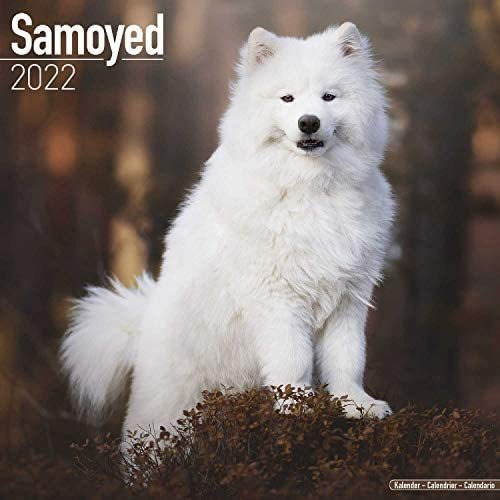 Libro: Calendario Samoyedo Calendarios De Razas De Perros De