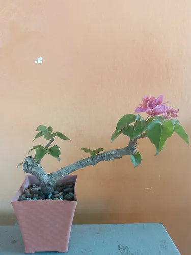 Trinitaria Bonsai Planta Matas