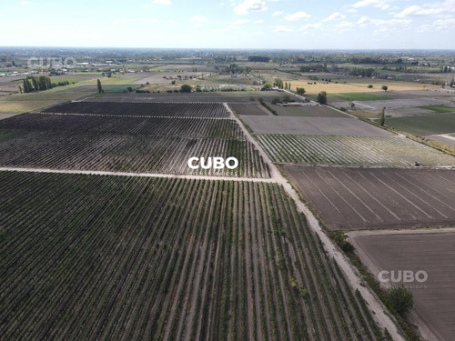 Cubo Vende 12 Hectareas De Viñedo En Rodeo De La Cruz Mendoza Argentina