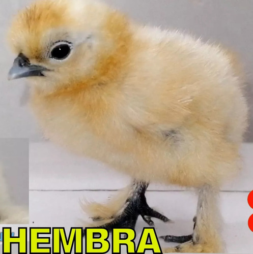 Pollos Y Gallo Silkies Sedosas Del Japon Gallina Hada Blanca