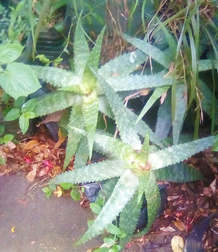 Vivero Cielo Verde Orgánico, Aloe Burgerfortensis, Saponaria