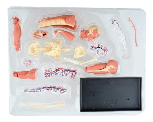 4d Cuerpo Humano Modelo Anatomico Musculo Esqueleto 26058