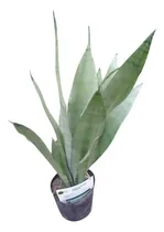 Comprar Sansevieria Sandía - Sanseviera Gris - De Colección - 3 Lts