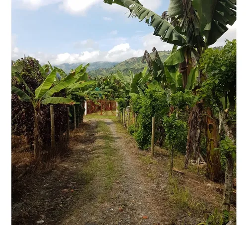 Vendo Finca Por El Trebol 7,5 Has (11,5 Cuadras) Chinchina
