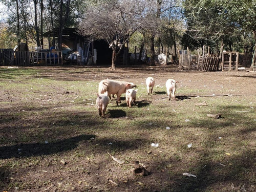 Imagen 4 de 29 de Campo En Venta Santa Teresa, La Cumbrecita