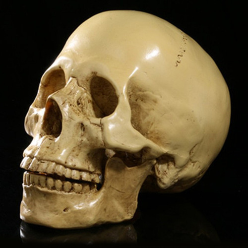 L Simulación De Cráneo Humano De Resina Gótica 1:1