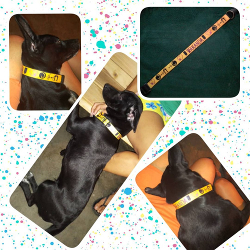 Collar Personalizados Para Mascotas