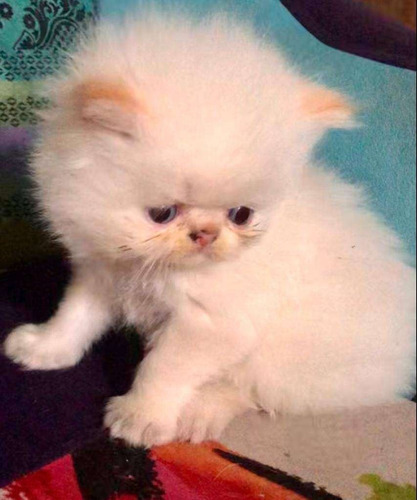 Gatos Persa