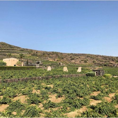 Moscato Natural Di Pantelleria Doc Vinho Sobremesa Italiano