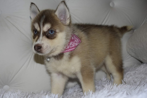 Imagen 2 de 10 de Siberiano Husky Manto Gris Y Negro