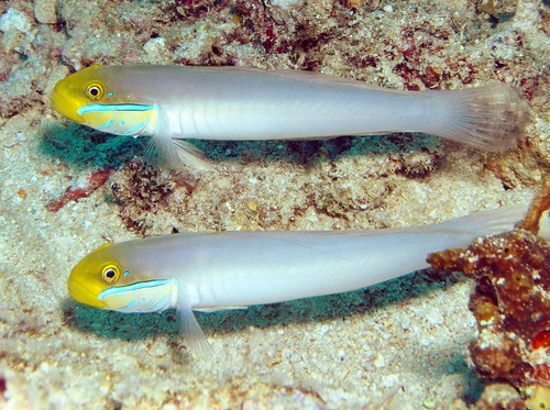Pez Marino - Valenciennea Strigata - Gobio Durmiente