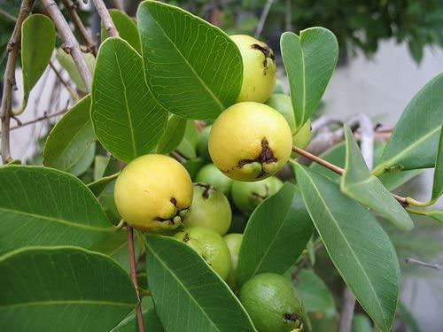 Arrayan De Fruta #3