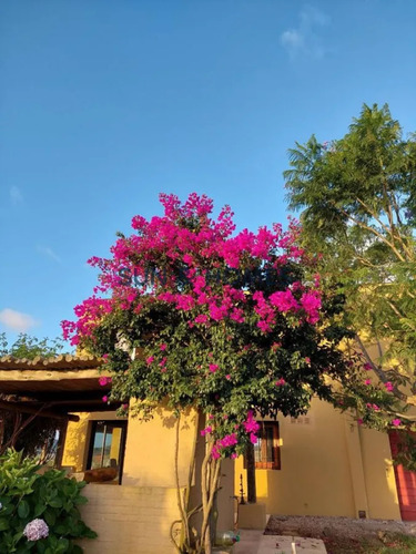Venta En Ruta 12, Chacra De 5 Has, Laguna Del Sauce Con 750 Olivos Plantados Y Casa Divina Con 3 Dormitorios Mas Casa De Invitados .