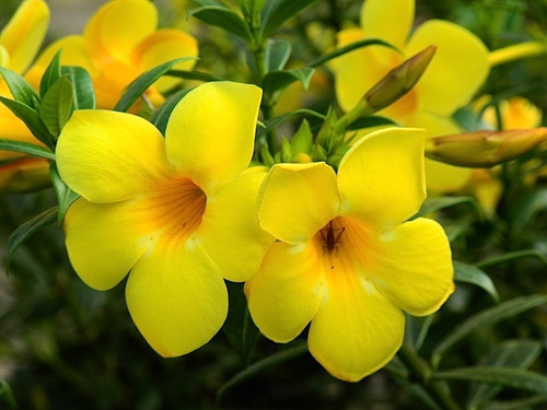 40 Sementes Alamanda Cerca Flor Allamanda Polyantha P/ Mudas | Frete grátis