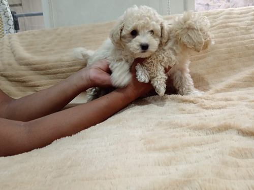 Hermosos Poodle Toy Apricot Machitos 