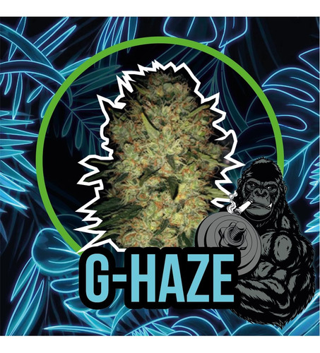 G Haze Fv (x1) - Delirium Seeds