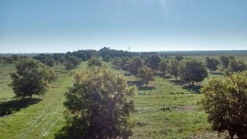 Imagen 5 de 26 de Terreno - Punta Indio