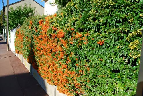 Crataegus Van Heden Arbusto Cerco Vivo 100cm De Alto