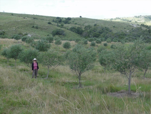 Venta Campo 60 Ha Con Olivos