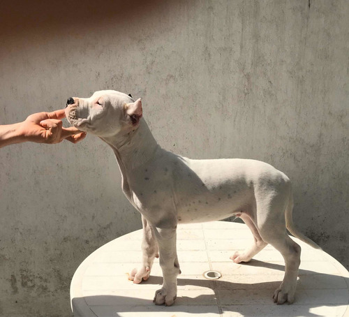Filhote De Dogo Argentino