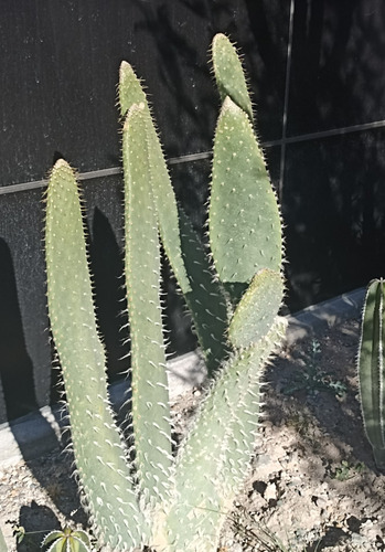 Opuntia Senilis, Nopal Viejito, Nv