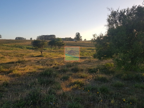 Imagen 8 de 12 de Chacra 7 Hás Rincón De José Ignacio