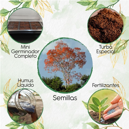 30 Semillas De Árbol Cámbulo + Kit De Germinación Especial