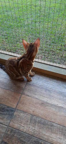 Filhotes De Gatos Bengals Importados