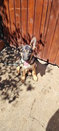 Perritos Hermosos De Raza 