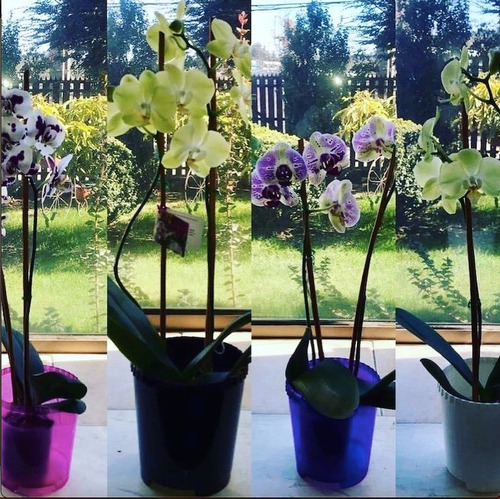Maceteros Orquídeas Masgabana
