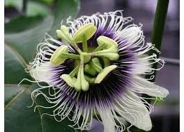 Maracuya Amarillo Enredadera Pasionaria Passiflora Edulis