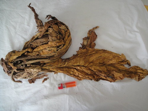 Imagen 2 de 8 de Tabaco En Hojas