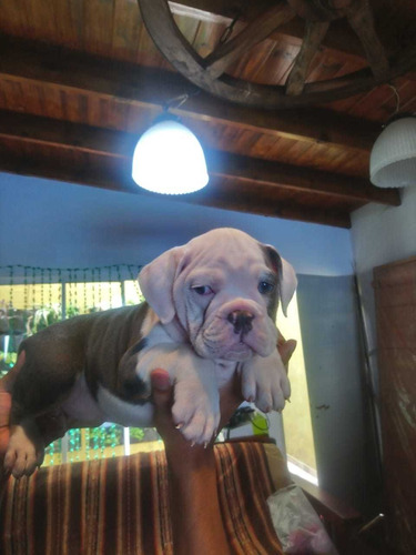 Cachorros Bulldog Ingles Exoticos. Blue Tri 