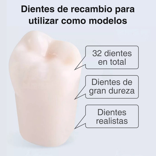 Paquete De Dientes 32 Dientes Tipodonto Con Destornillador Y Tornillos Modelos Anatomicos Para Nissin 32 Dientes Tipodonto