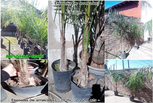 Planta Euphorbia Tirucalli Vta Minorista