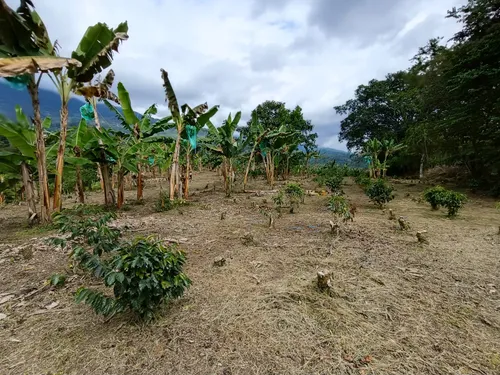Se Vende Finca Quebradanegra Calarcá Quindío