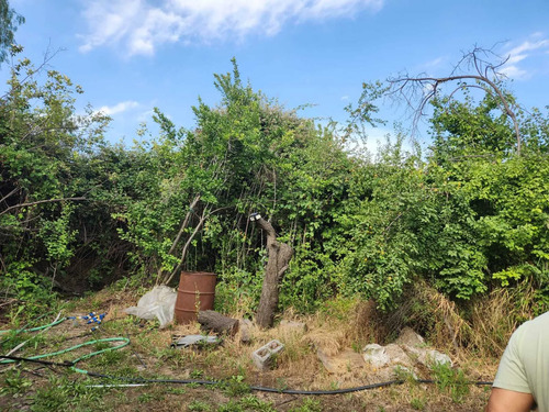 Hacienda De 5.000 M² En Lo Cañas Con Riego (173166)