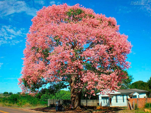 Arvores De Flores Lindas, Ipê Roxo Painera Rosa Pata De Vaca