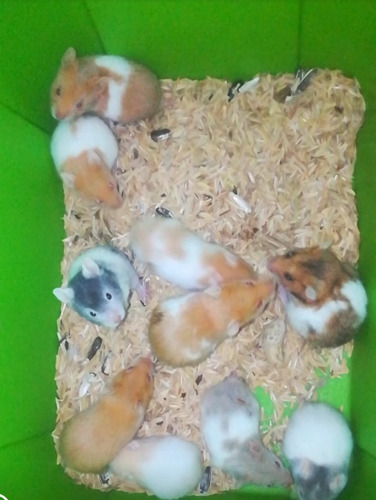 Hamster Sirios