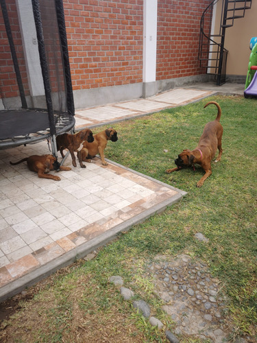 Hermosos Cachorros Bóxer Con Pedigree 