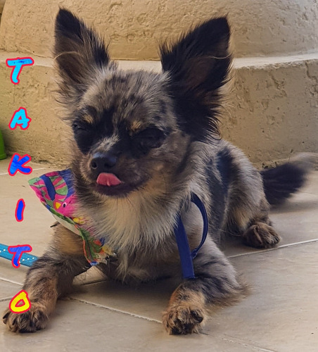 Chihuahua Exótico Merle Chihuahueño (Usado)