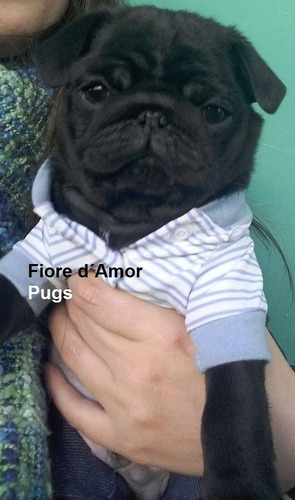 Lindos Filhotes De Pug C/ Pedigree - Abricot E Preto