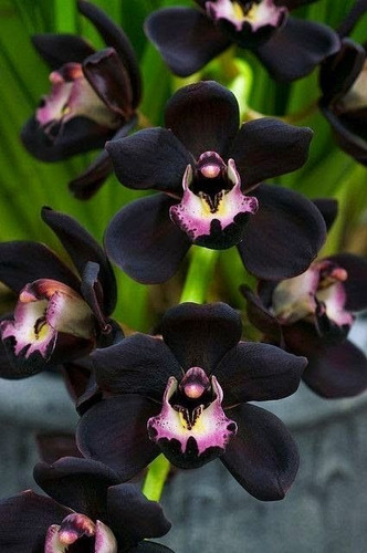 Planta Orquídea Negra, Nueva Variedad, Mas Regalo | MercadoLibre